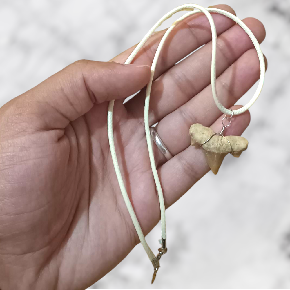 Collier Dent de Requin Crétolamna