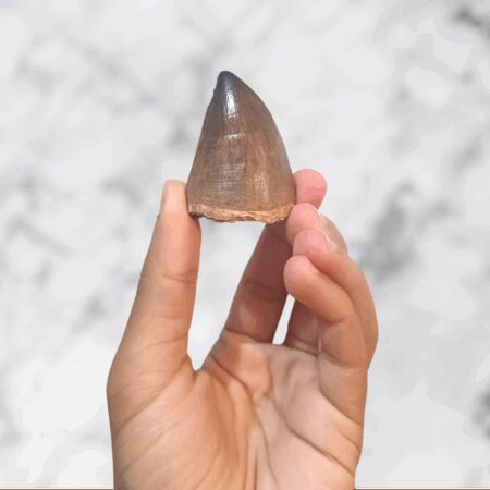 Dent fossilisée de Mosasaure Prognathodon anceps – 5,1 x 3,5 x 2,6 cm