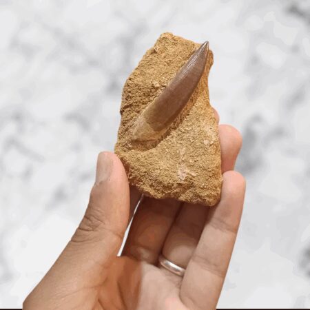 Dent fossilisée de Plésiosaure Zarafasaura oceanis – 5,1 cm dans sa matrice naturelle