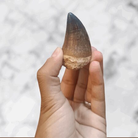 Dent fossilisée de Mosasaure Prognathodon anceps – 5,7 x 3,1 x 2,7 cm