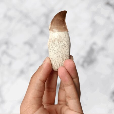 Dent fossilisée de Prognathodon anceps – 7,6 x 2,5 x 1,9 cm