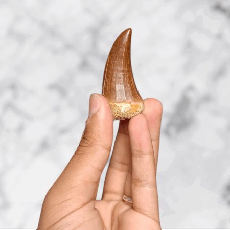 Dent fossilisée de Mosasaurus beaugei 5,5 x 2,6 x 2,1 cm