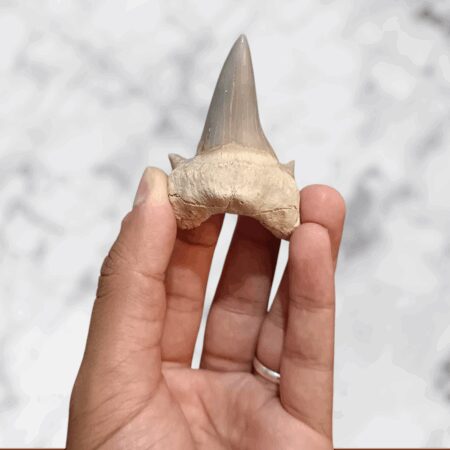 Dent fossilisée d’Otodus obliquus 6,1 x 4,2 x 2,2 cm