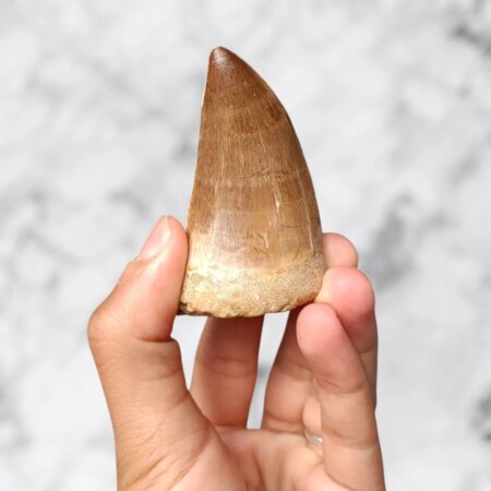 Dent de Mosasaure Prognathodon anceps 7,0 x 3,9 x 3,3 cm