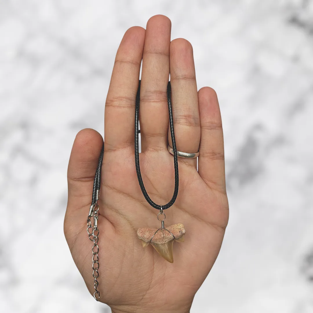 Collier Dent de Requin Crétolamna