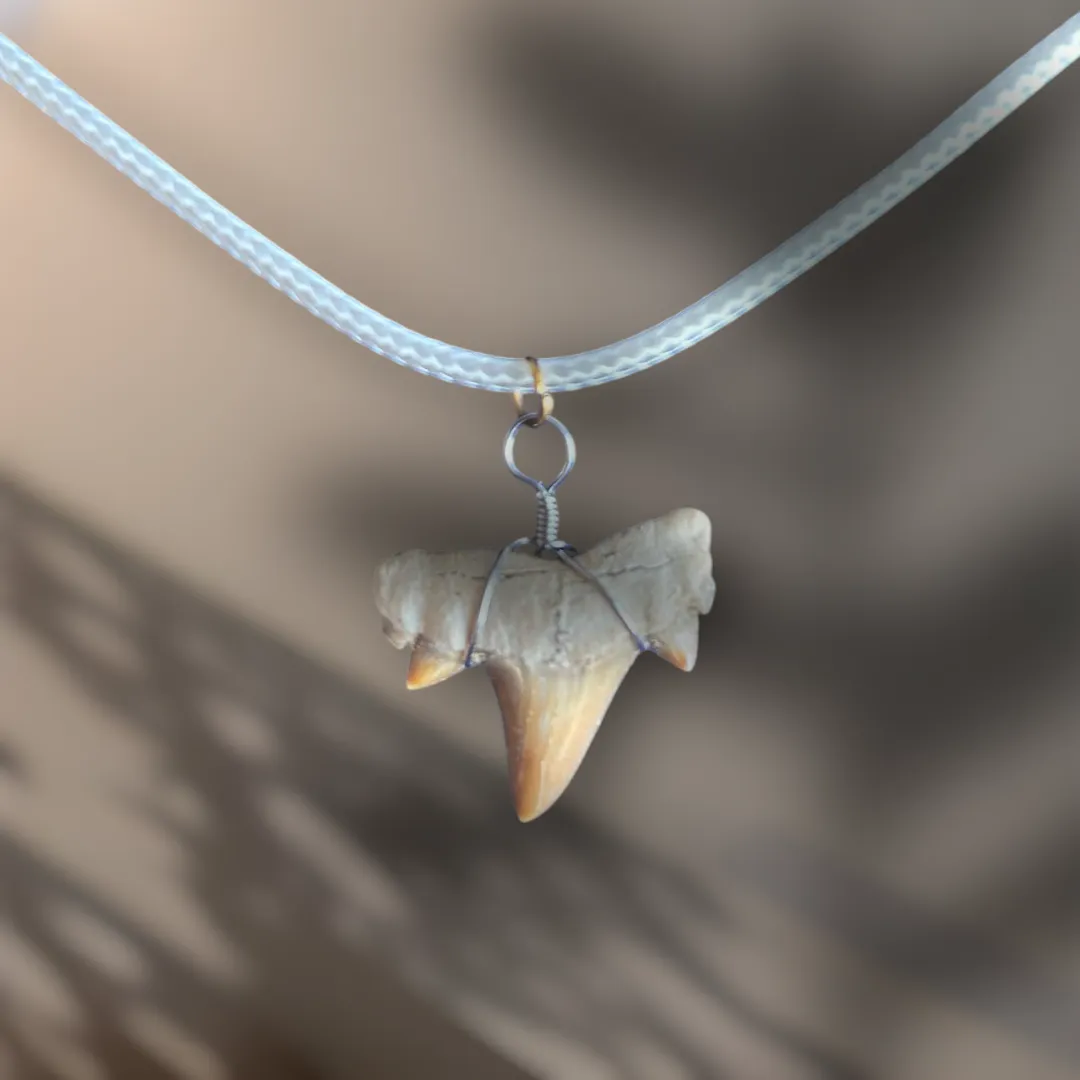 Collier Dent de Requin Crétolamna
