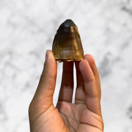 Dent de Mosasaure curri 5,0 x 4,9 x 3 cm