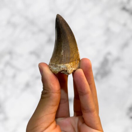 Dent de Mosasaure Prognathodon anceps authentique 5,8 x 3,3 x 2,5 cm