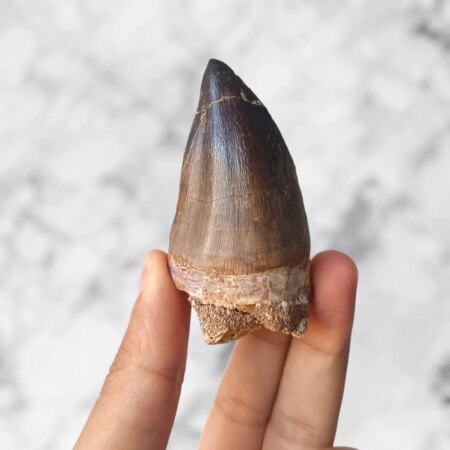 Dent de Mosasaure Prognathodon 7,2 cm x 3,6 cm x 3,1 cm