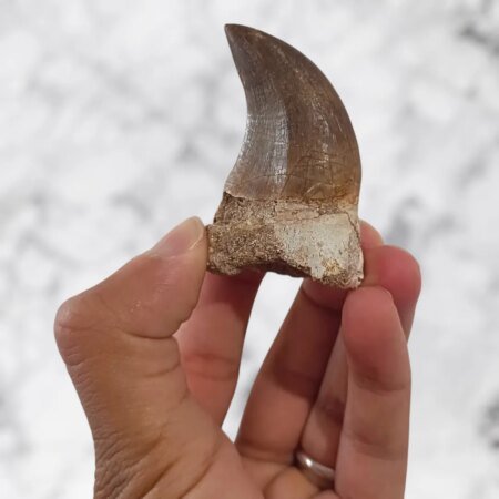 Dent de Thalassotitan atrox 5,6 x 4,0 x 3,1 cm