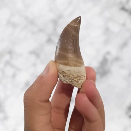 Dent de Mosasaurus Hoffmanni 5,4cm x 2,6cm x 2,9cm