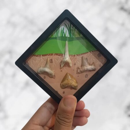 Collection Dents de Requins Préhistoriques