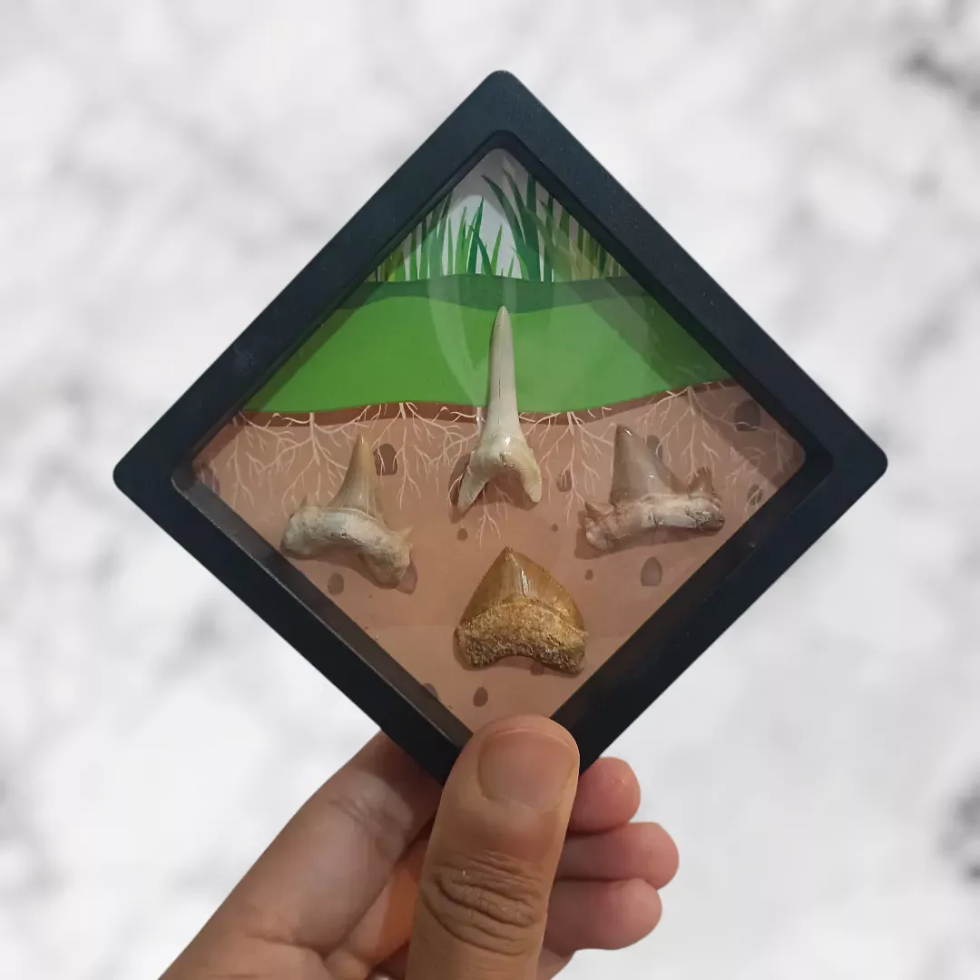 Collection Dents de Requins Préhistoriques