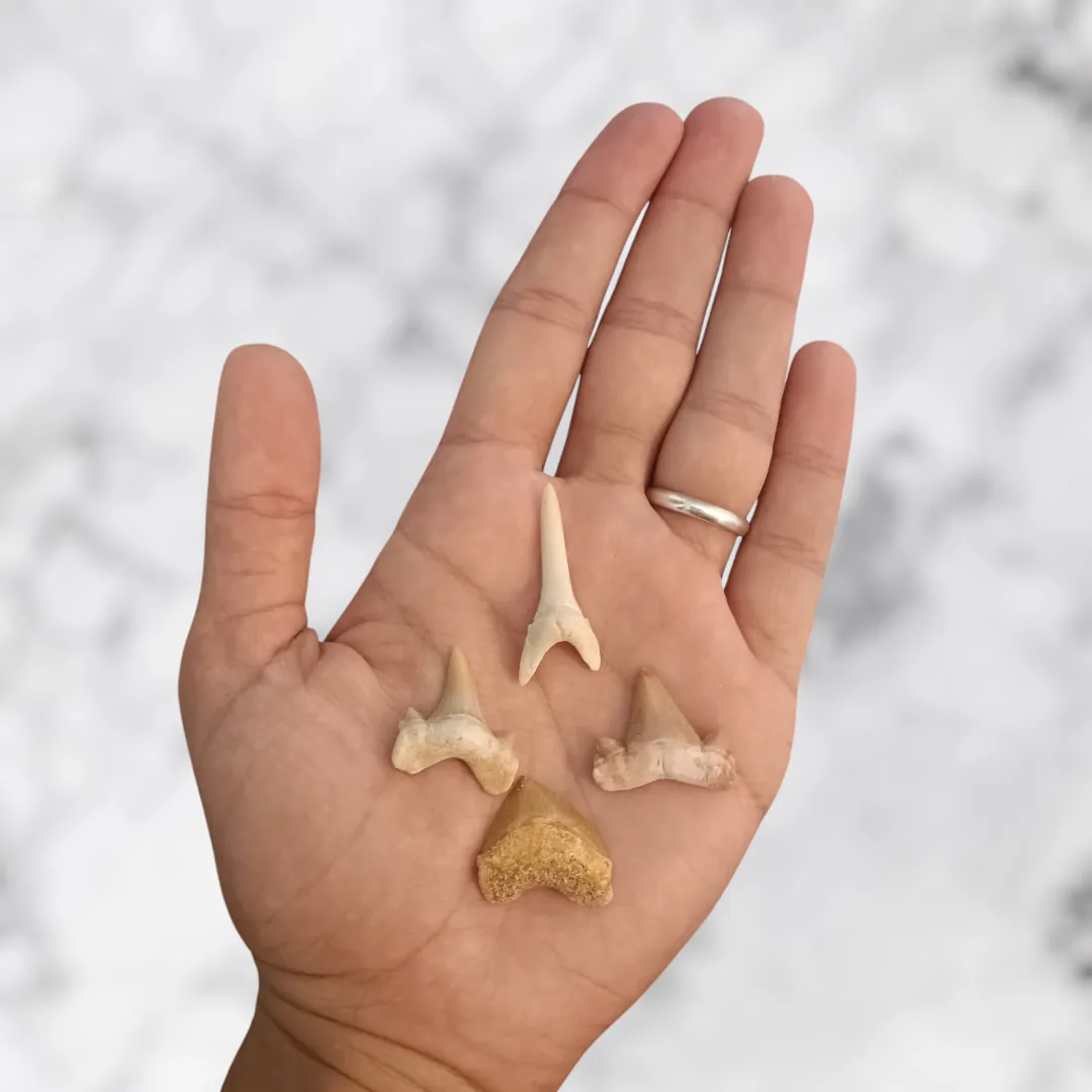 Collection Dents de Requins Préhistoriques