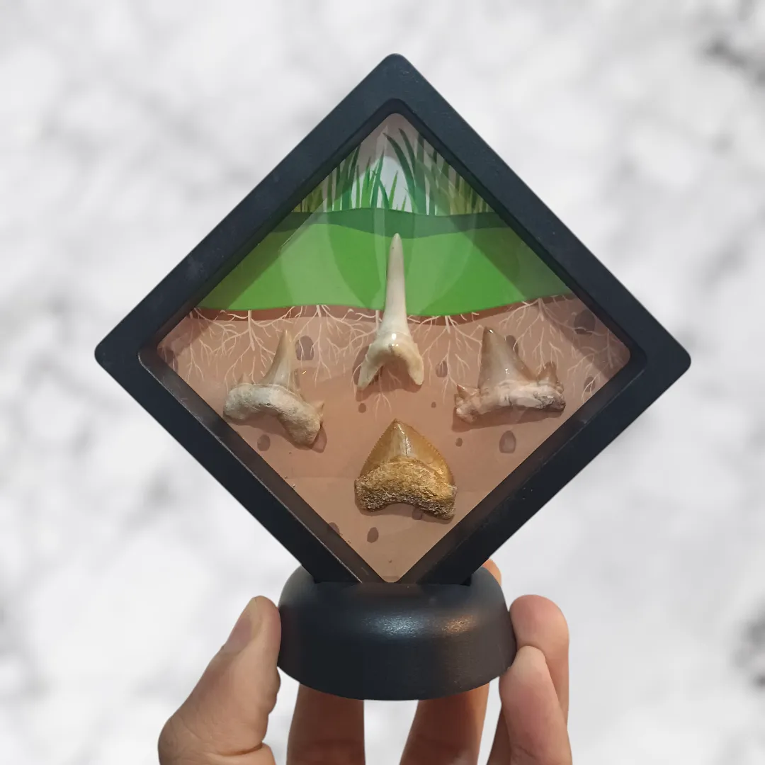 Collection Dents de Requins Préhistoriques