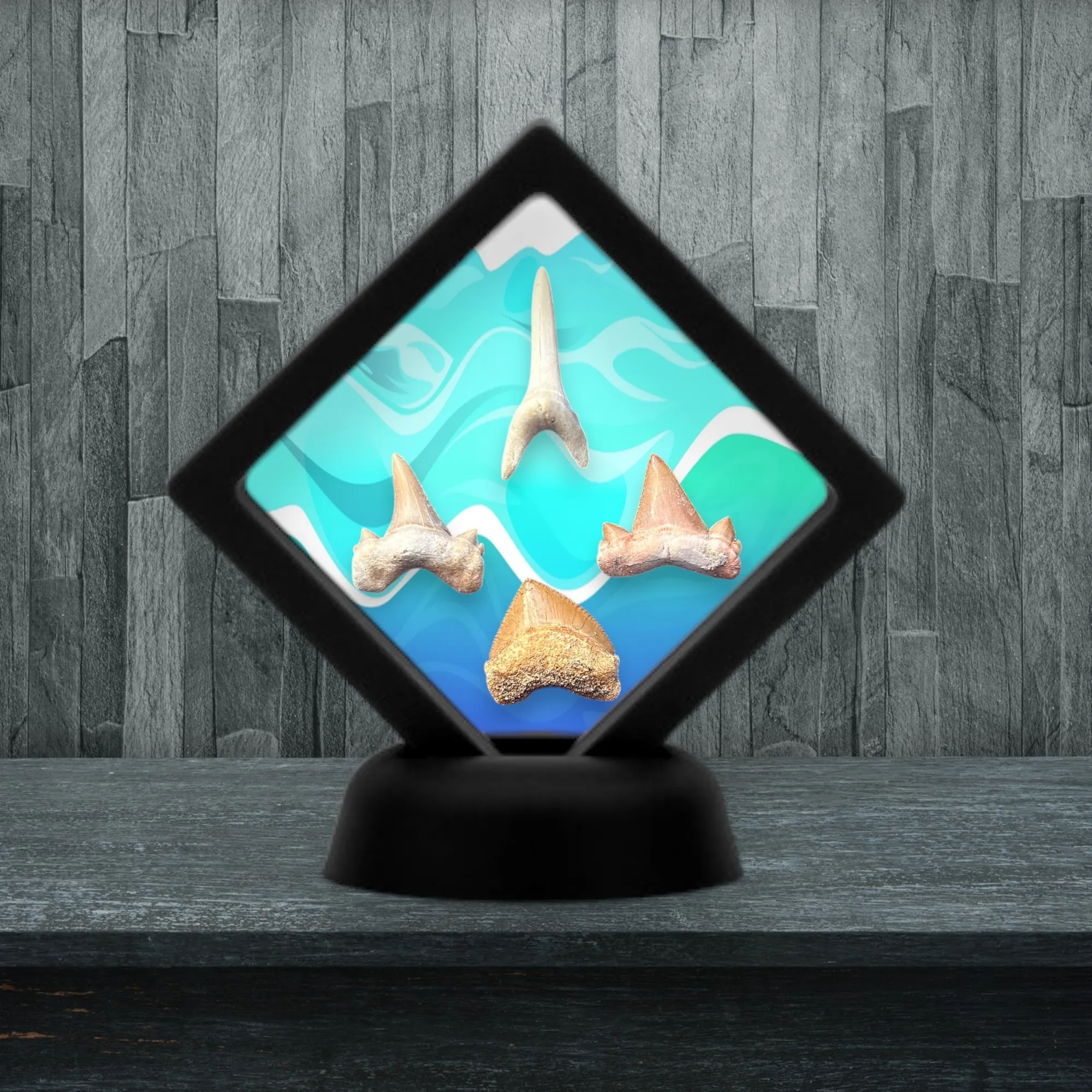 Collection Dents de Requins Préhistoriques