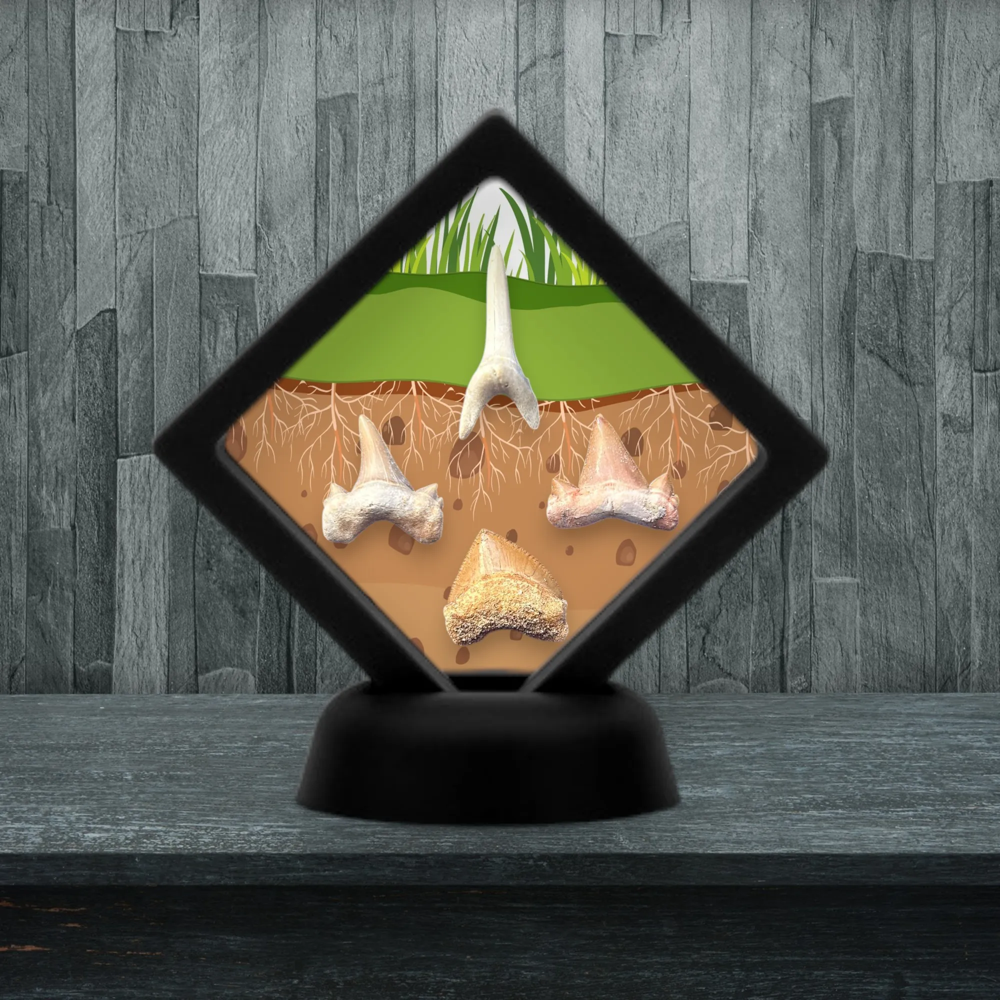 Collection Dents de Requins Préhistoriques