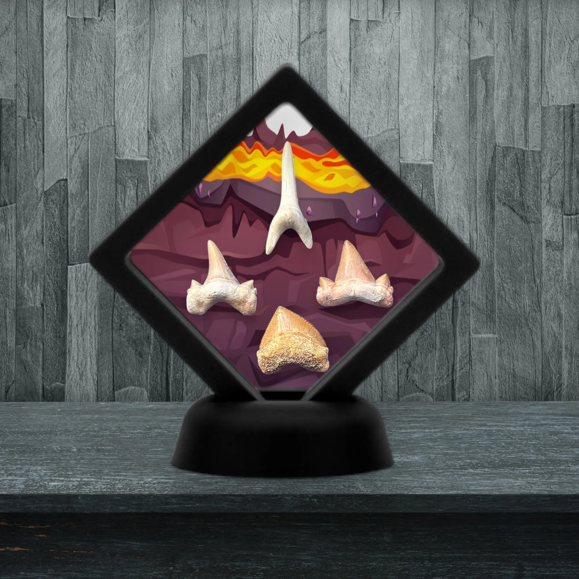 Collection Dents de Requins Préhistoriques