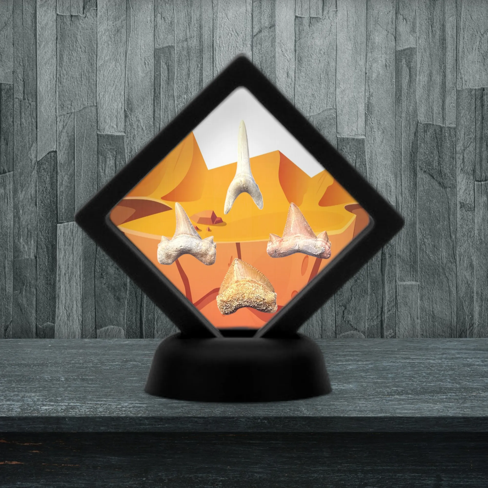 Collection Dents de Requins Préhistoriques