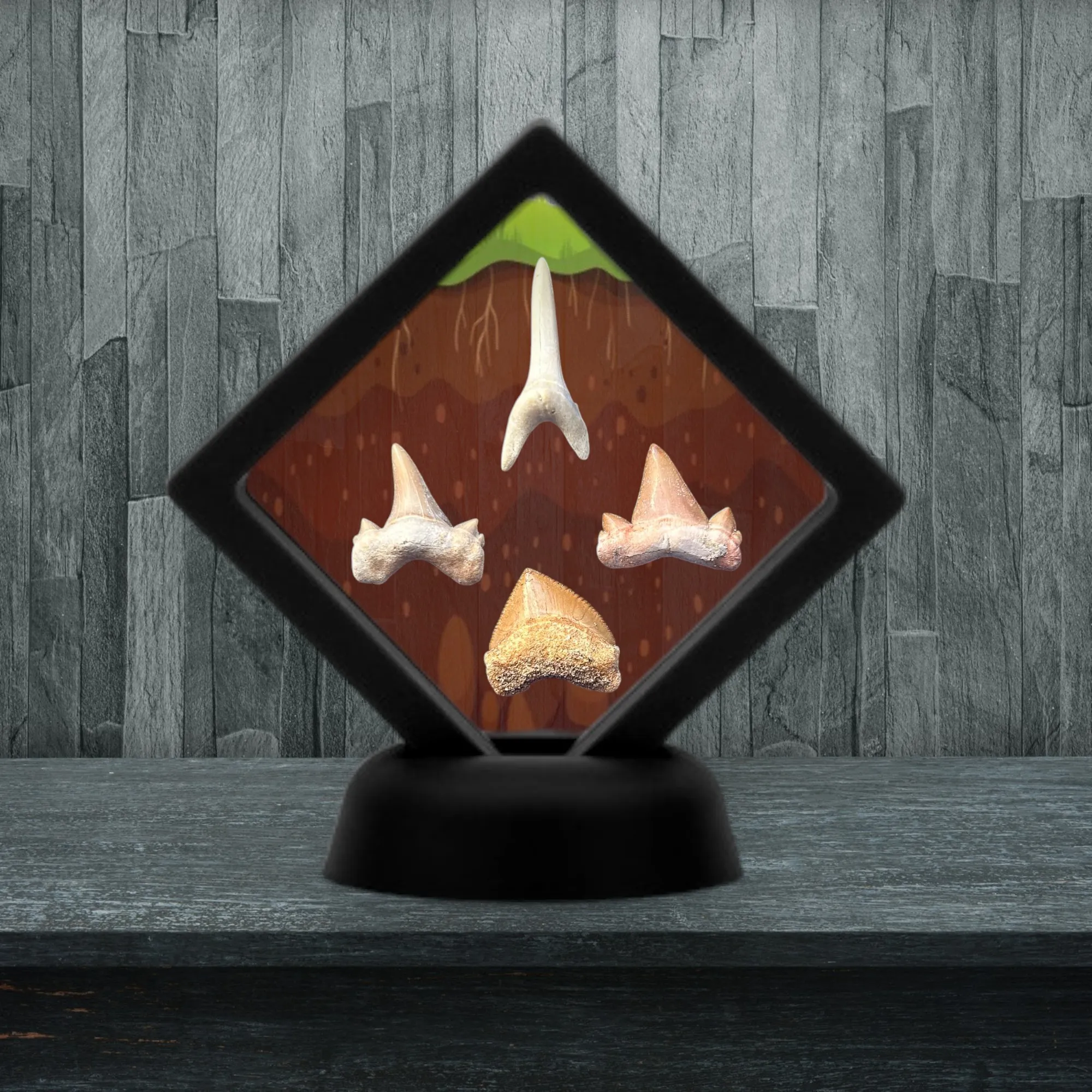 Collection Dents de Requins Préhistoriques