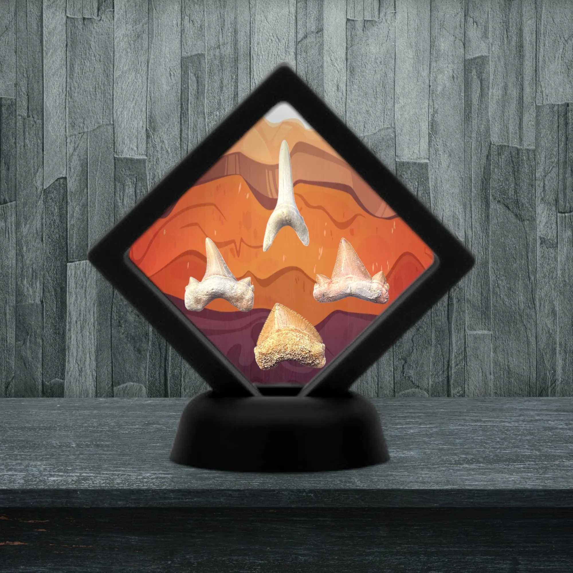 Collection Dents de Requins Préhistoriques