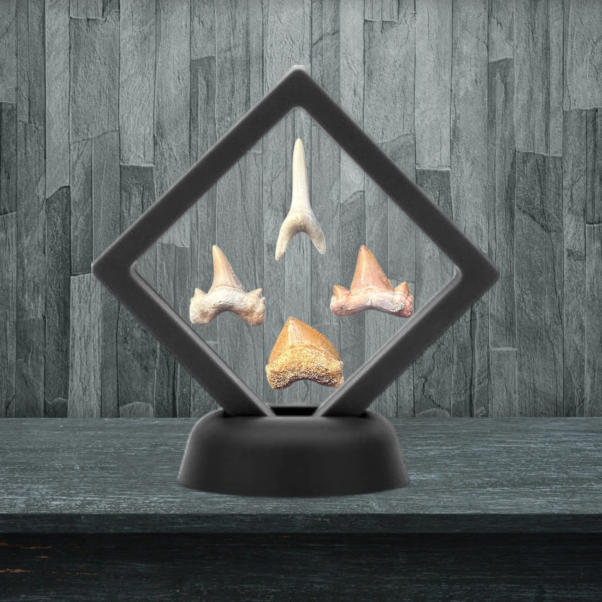 Collection Dents de Requins Préhistoriques