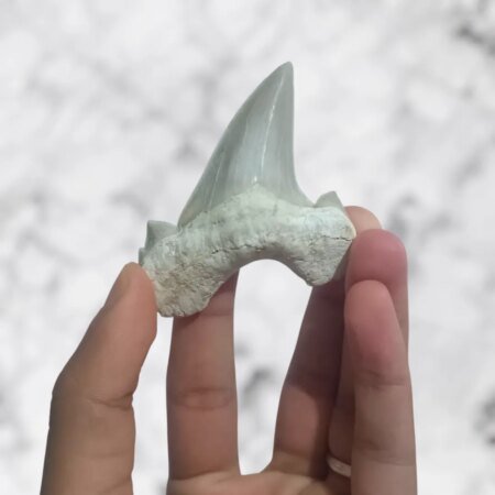 Dent fossile d’Otodus obliquus 5,6 x 5,6 x 1,9 cm