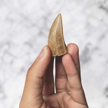 Dent de Mosasaurus beaugei 5,8 x 2,5 x 1,6 cm