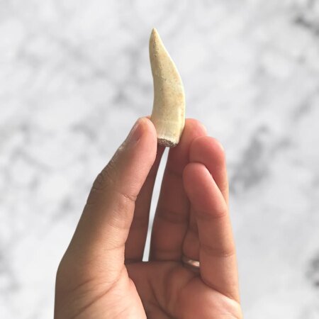 Dent fossile d’Enchodus lybycus 5,1 cm x 1,2 cm x 0,5 cm