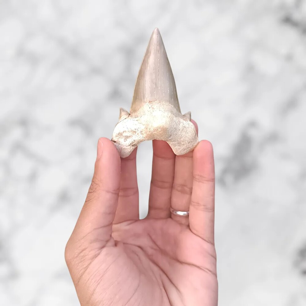 Dent d’Otodus obliquus 8,1 x 5,9 x 2,1 cm