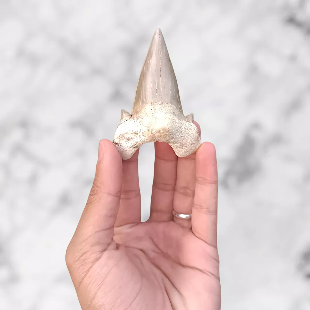 Dent d’Otodus obliquus 8,1 x 5,9 x 2,1 cm