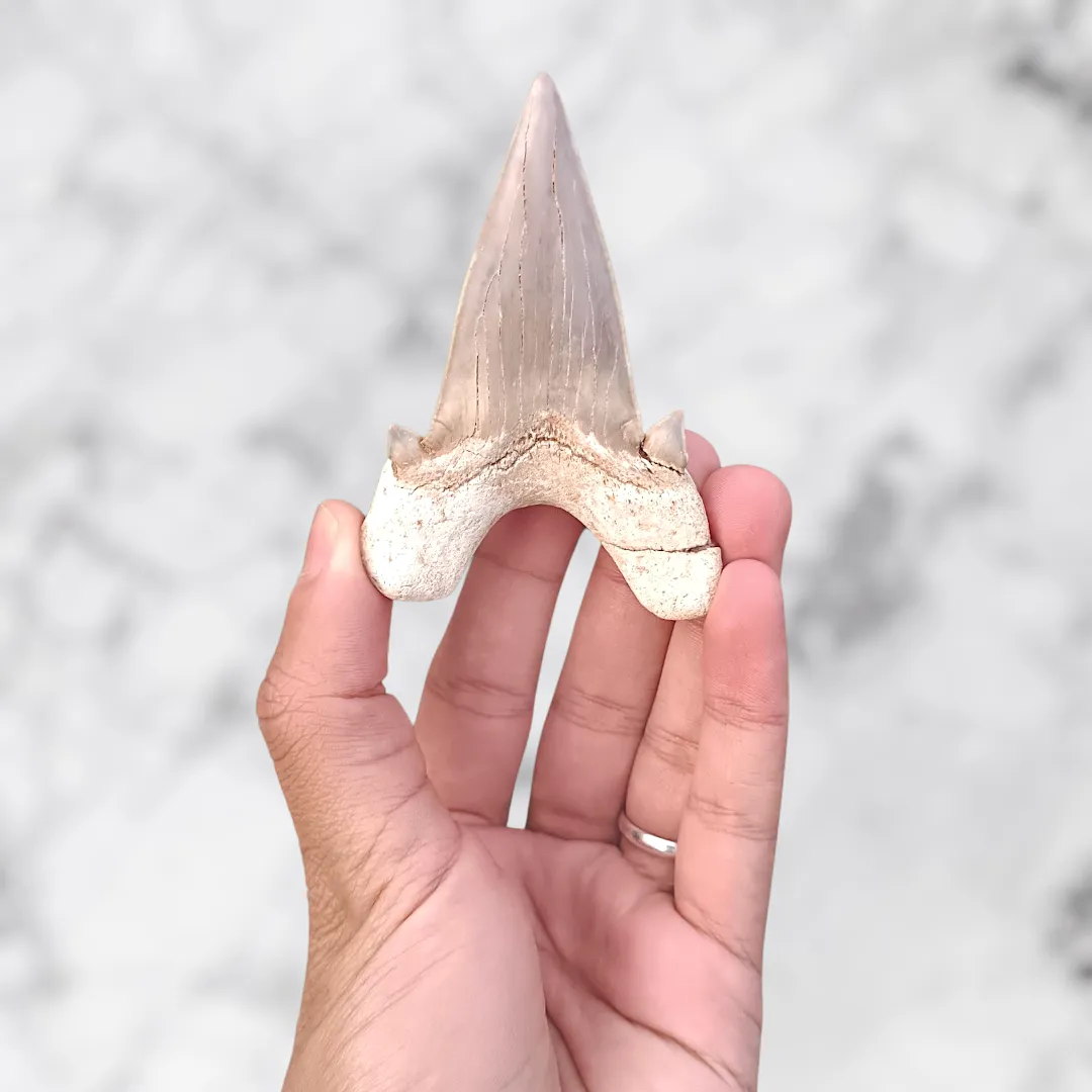 Dent d’Otodus obliquus 8,1 x 5,9 x 2,1 cm