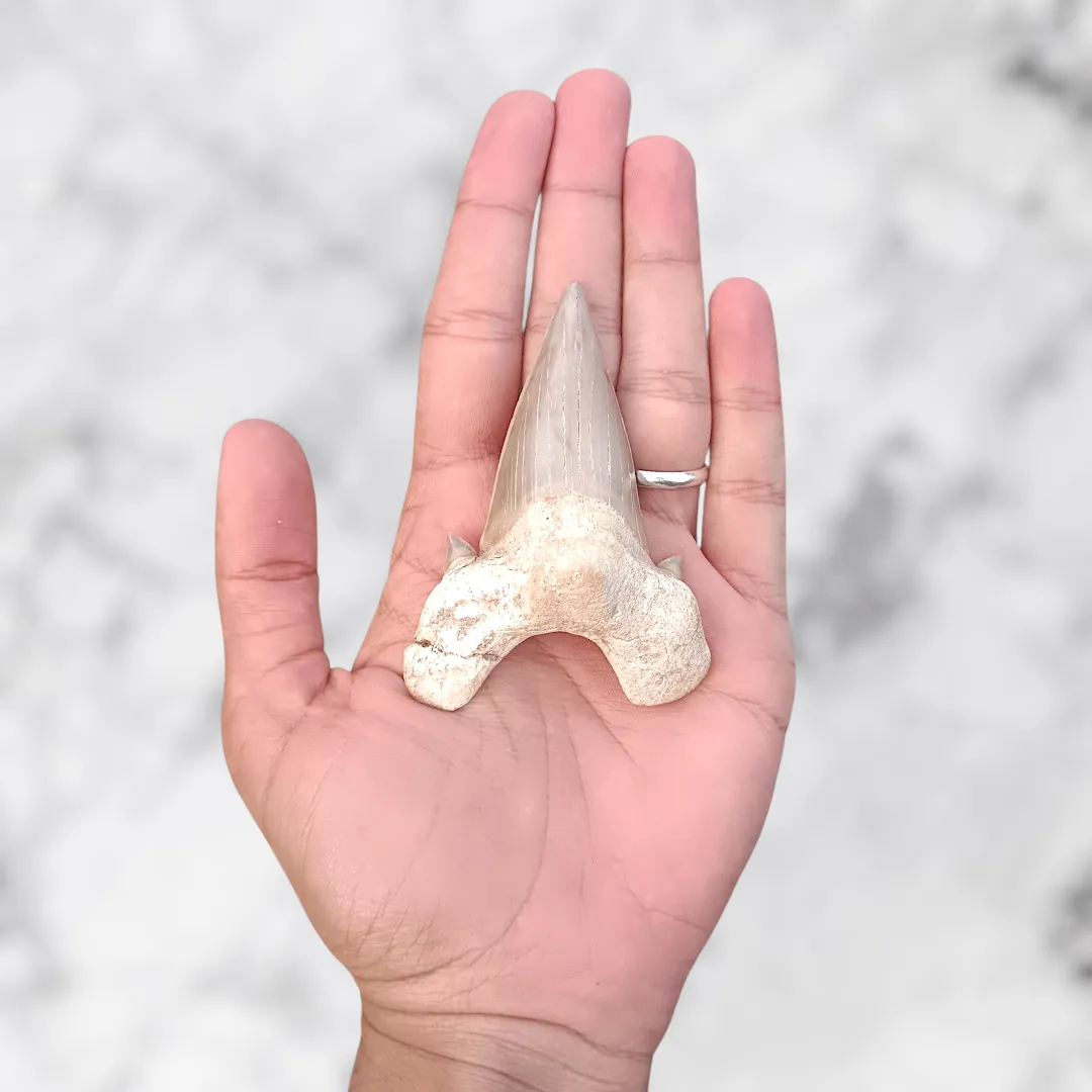 Dent d’Otodus obliquus 8,1 x 5,9 x 2,1 cm