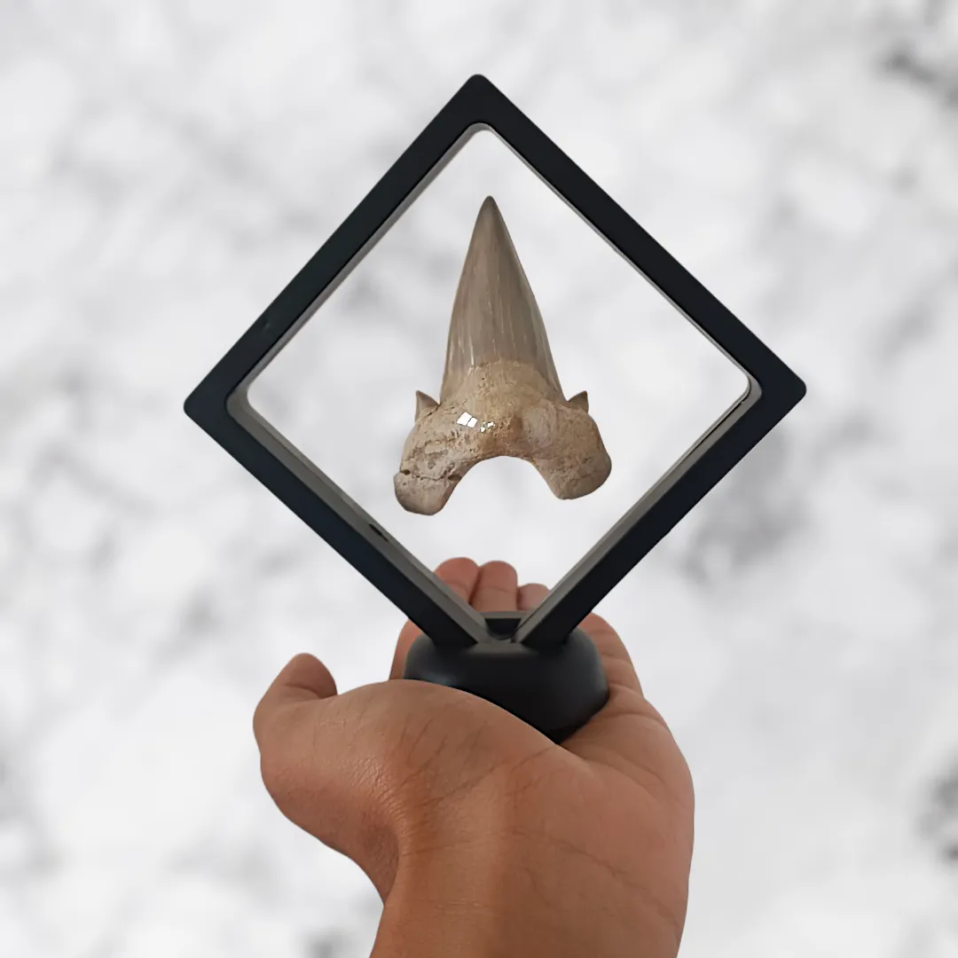 Dent d’Otodus obliquus 8,1 x 5,9 x 2,1 cm