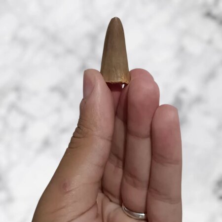 Dent très rare du Khinjari Acuta 3,2cm x 1,5cm x 1,2cm