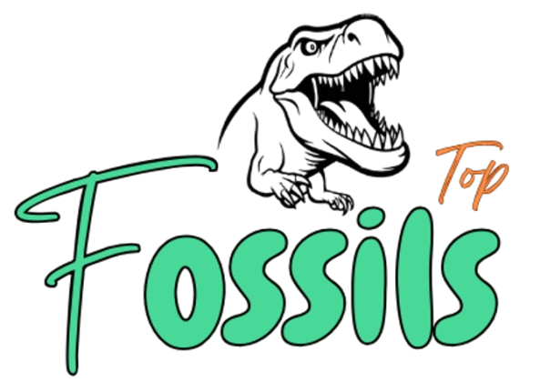 Fossils Top